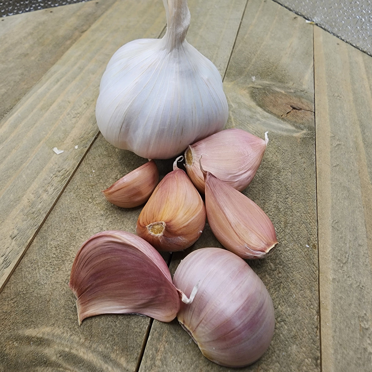 Organic Silver Rose soft neck garlic bulb from SeedsNow-Garlic, with white papery skin and multiple cloves visible.