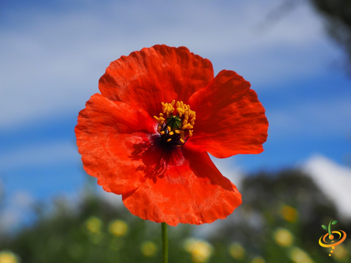 Wildflower Mix featuring vibrant red poppies and colorful wildflowers from SeedsNow's Righteous Red Scatter Garden Seed Mix.