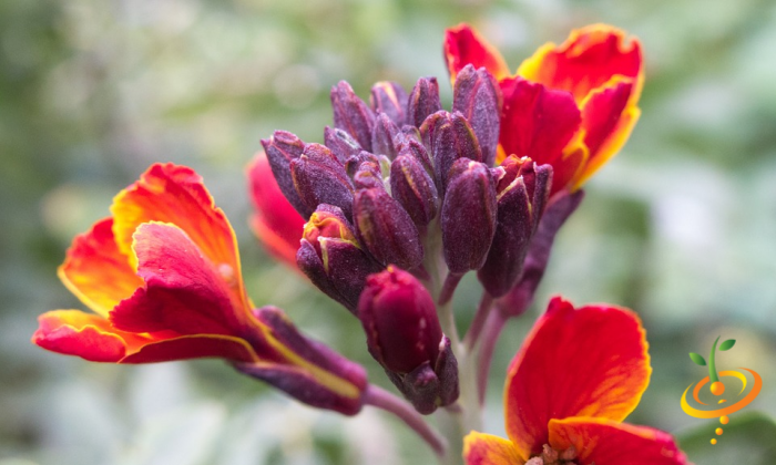 Wildflower Mix seed packet from SeedsNow featuring colorful wildflowers for garden planting and floral decoration.