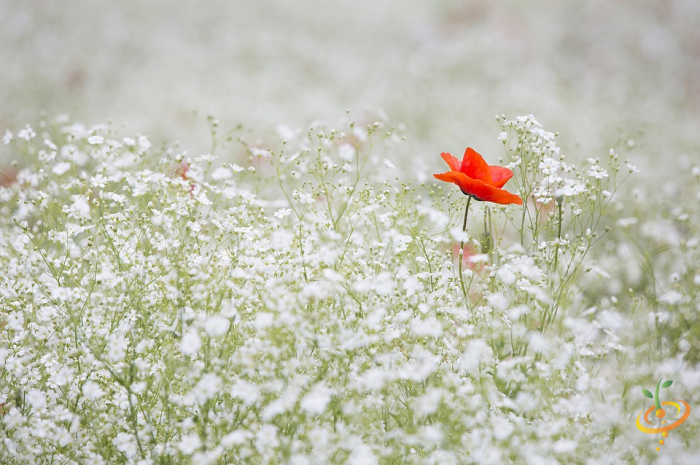 Wildflowers - Exotic Mountain Scatter Garden Seed Mix featuring colorful annual wildflower seeds, including Baby's Breath.