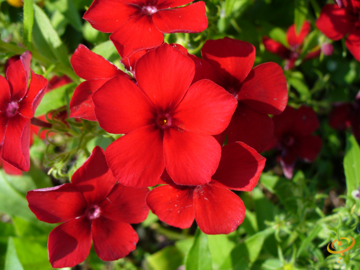 Wildflower Mix with vibrant red annual flowers from SeedsNow, featuring a scatter garden seed blend of colorful wildflowers.