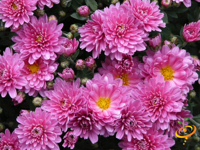 Wildflower mix by SeedsNow featuring colorful wildflowers, including a hummingbird and butterfly among vibrant blooms.