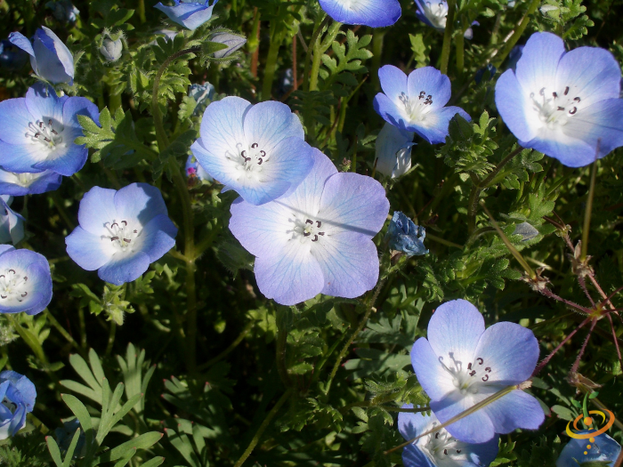 Partial shade wildflower mix featuring Baby Blue Eyes flowers, ideal for garden wildflower projects from SeedsNow.
