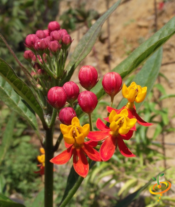 Butterfly and milkweed wildflower mix seed packet from SeedsNow, featuring colorful wildflowers for garden pollinators.