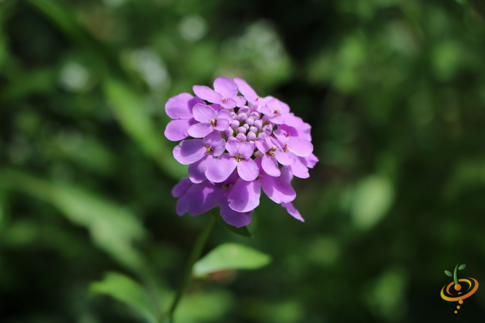Wildflower mix with pink and white blooms, including candytuft, from SeedsNow's Forever Pink Scatter Garden Seed Mix.