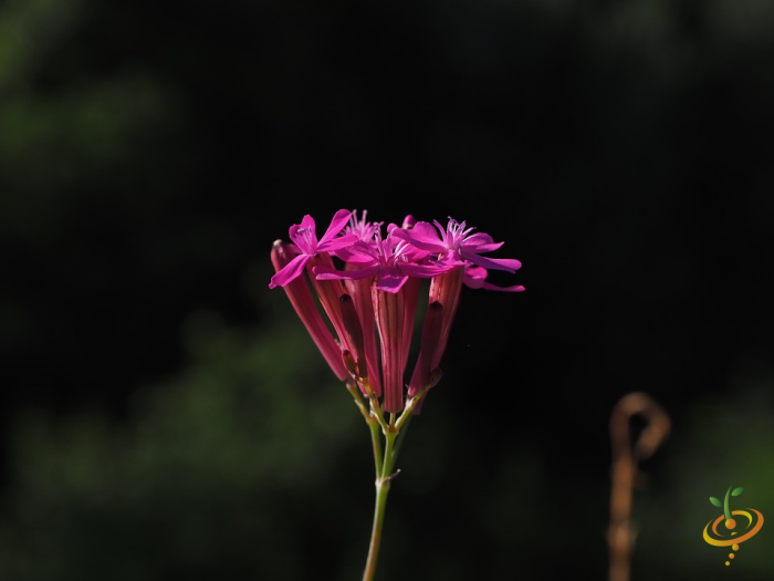 Wildflowers Forever Pink Scatter Garden Seed Mix by SeedsNow, featuring colorful pink wildflower seeds for garden planting.