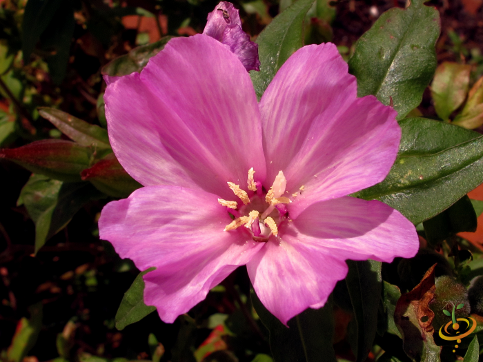Wildflowers Forever Pink Scatter Garden Seed Mix by SeedsNow, featuring Clarkia amoena flowers in a colorful wildflower display.