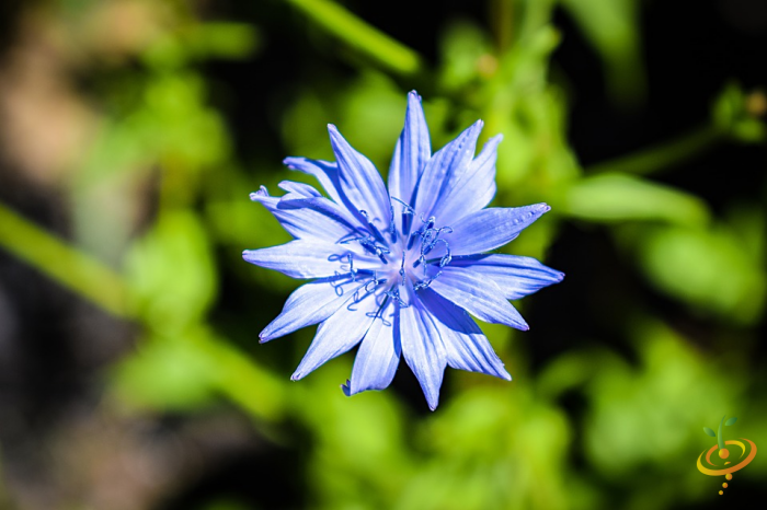 Cornflower from SeedsNow Wildflower Mix, fragrant flower scatter garden seed, vibrant blue wildflower blossom in full bloom.