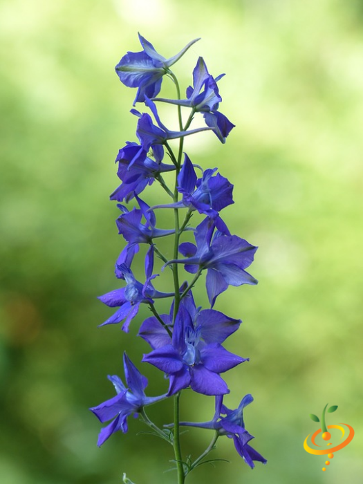 Delphinium consolida wildflower from SeedsNow's hummingbird and butterfly scatter garden seed mix, showcasing vibrant blue flowers.