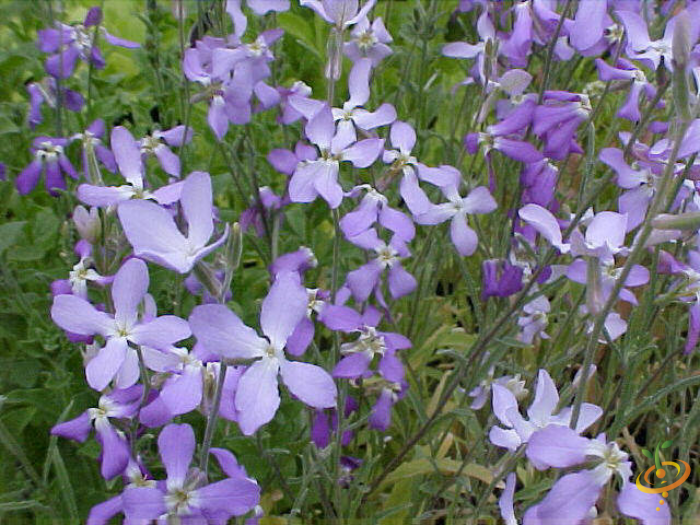 Evening scented stock flowers from SeedsNow wildflower mix, vibrant garden flower scatter for attracting pollinators.