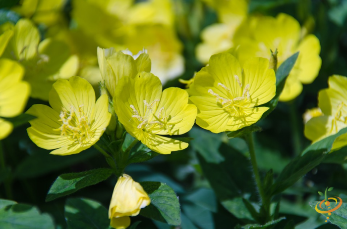 Wildflower Mix seed packet showing evening primrose flowers from SeedsNow's fragrant flower scatter garden seed collection.