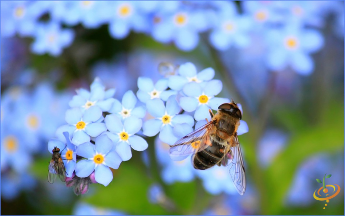 Wildflower Mix seed packet featuring Forget-Me-Not flowers from SeedsNow, showcasing vibrant blue blooms and colorful wildflower seeds.