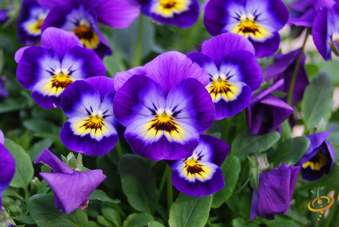 Wildflowers fragrant flower scatter garden seed mix by SeedsNow, showing colorful wildflower blend for garden planting