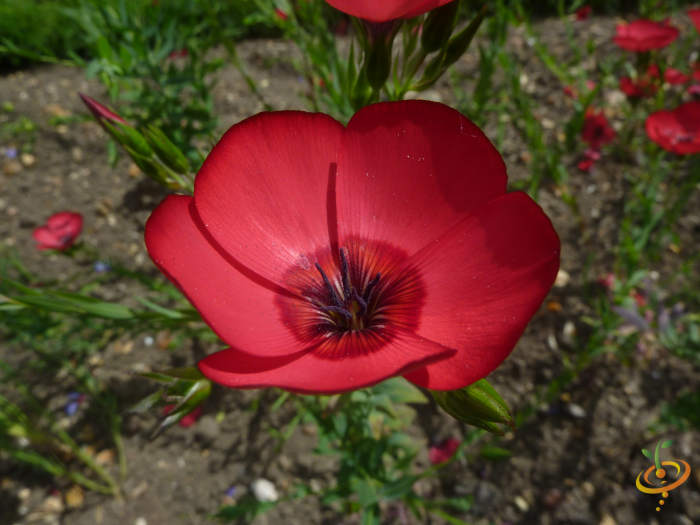 Wildflower mix featuring Righteous Red wildflowers, with vibrant red blooms and green foliage, suitable for garden planting.