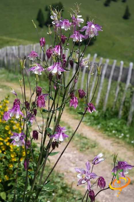 Wildflower Mix by SeedsNow featuring hummingbird and butterfly attractant wildflowers in a colorful scatter seed packet.