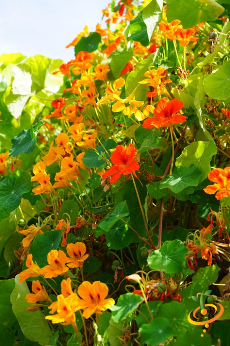 Wildflower mix by SeedsNow featuring colorful wildflowers, including nasturtiums, suitable for attracting hummingbirds and butterflies.
