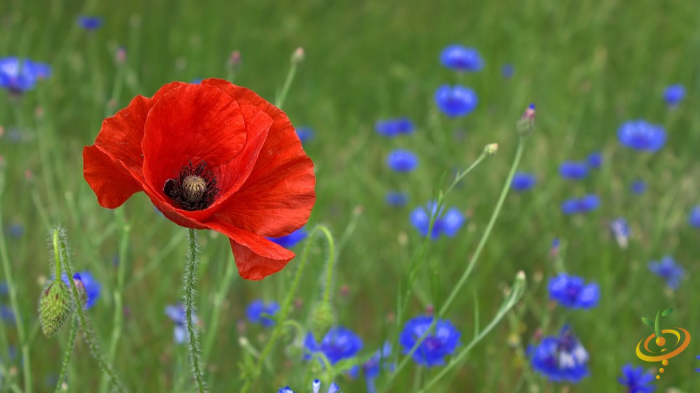 Wildflowers Righteous Red Scatter Garden Seed Mix by SeedsNow, featuring vibrant red poppies and wildflower seeds for planting.
