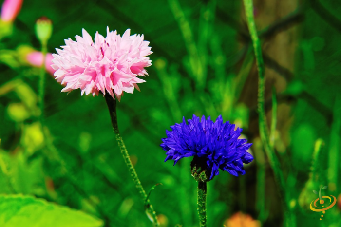Pink cornflowers and wildflower mix from SeedsNow in a scatter garden seed packet.