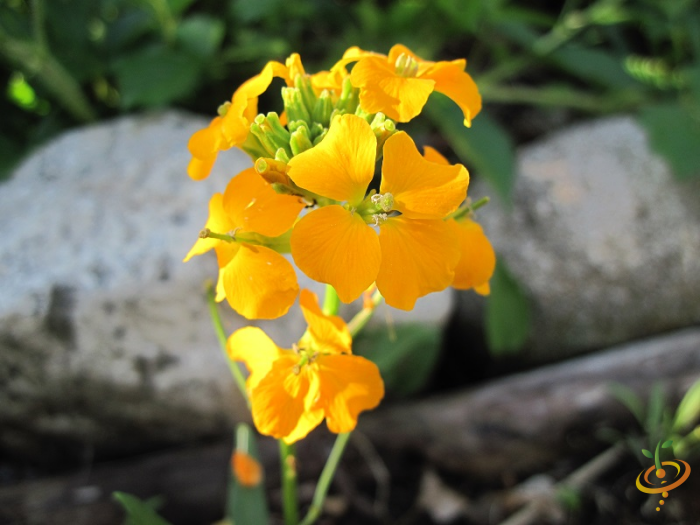 Wildflower Mix seed packet from SeedsNow featuring colorful Siberian Wallflower flowers for garden planting