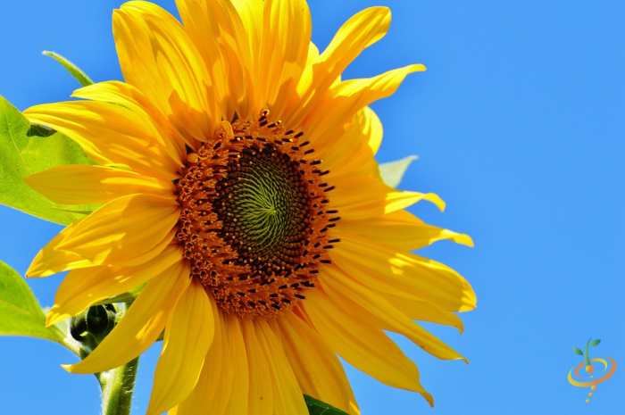 Sunflower from SeedsNow Wildflowers annual cut flower scatter garden seed mix, showing vibrant yellow petals and green foliage