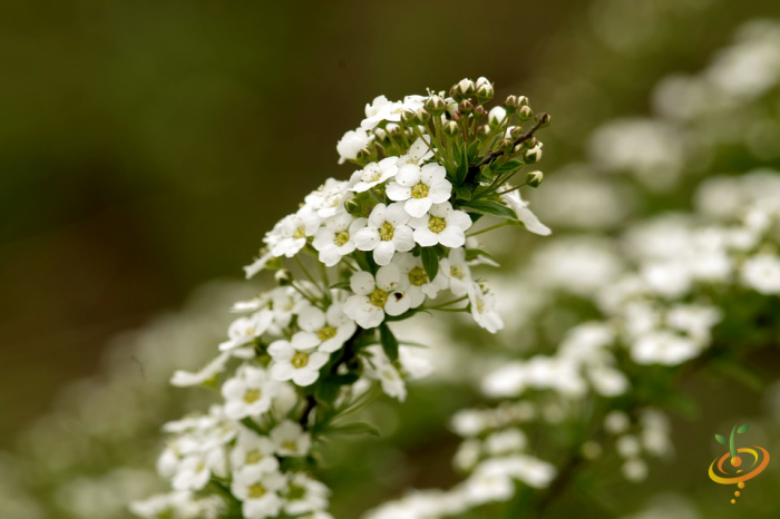 Wildflower mix seed packet featuring sweet alyssum from SeedsNow, showcasing colorful dryland wildflowers for garden planting.