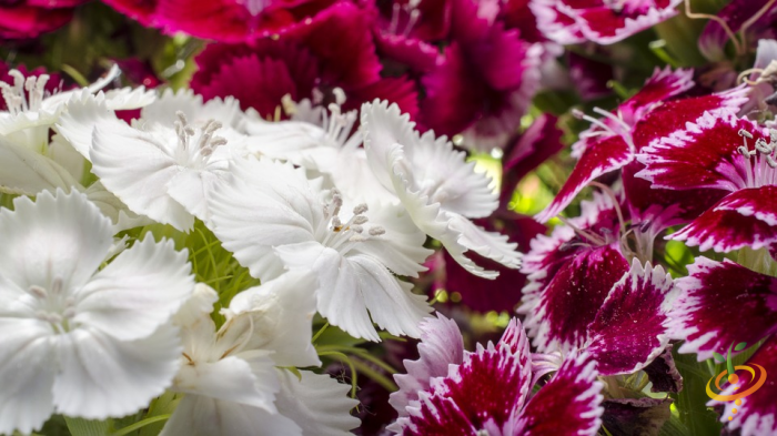 Wildflower Mix seed packet by SeedsNow featuring fragrant Sweet William flowers for garden planting and natural floral display.