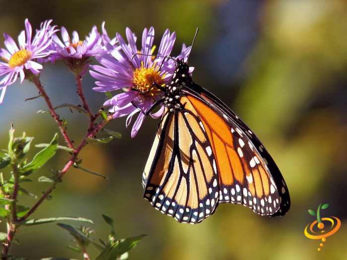 Wildflower mix featuring hummingbird and butterfly attractant seeds from SeedsNow, showing colorful wildflowers and insects in a garden scene.