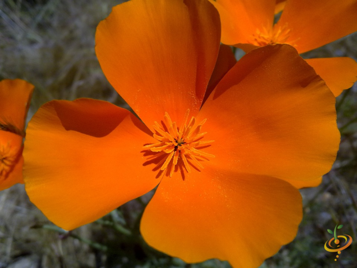 Wildflowers Righteous Red Scatter Garden Seed Mix featuring vibrant California poppies and other colorful wildflower seeds.