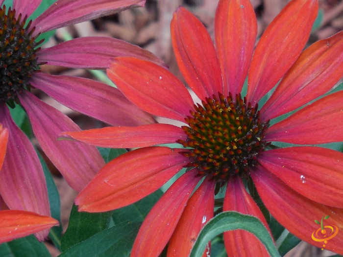 Wildflower mix featuring bright red coneflowers from SeedsNow Righteous Red Scatter Garden Seed Mix.