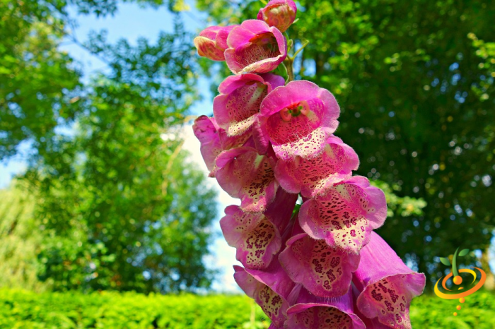 Wildflower mix with foxglove flowers, hummingbird and butterfly attractant seed scatter for garden planting, by SeedsNow