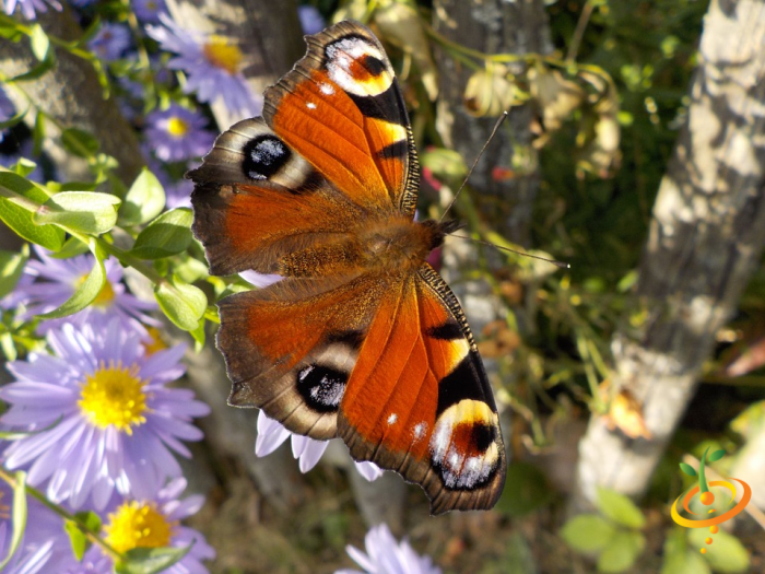 Wildflower mix featuring hummingbirds and butterflies, colorful wildflowers from SeedsNow in a garden seed scatter image.
