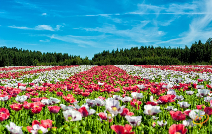 Wildflower mix featuring vibrant red poppies in a garden seed packet from SeedsNow, ideal for planting colorful wildflower gardens.
