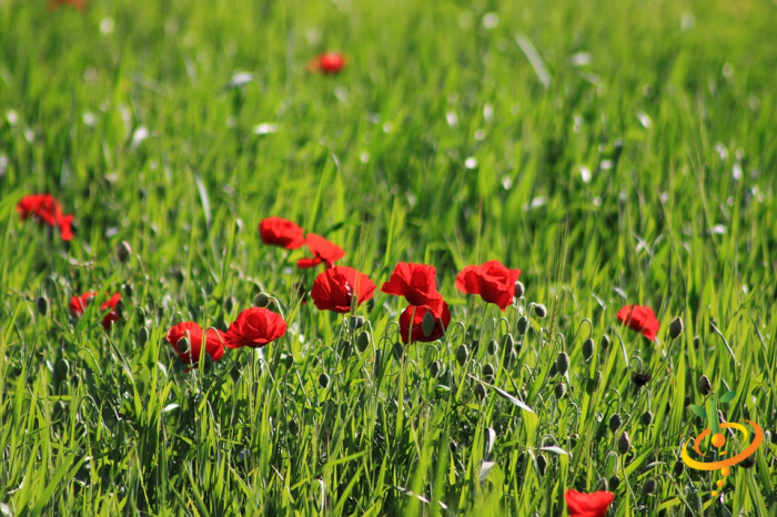Wildflower mix seed packet featuring colorful poppies, hummingbird and butterfly motifs, for garden planting by SeedsNow