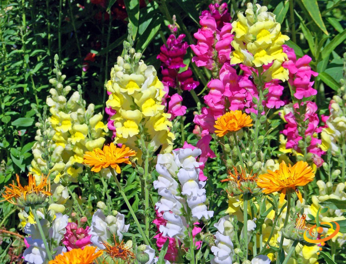 Wildflower mix by SeedsNow featuring colorful snapdragons, hummingbirds, and butterflies in a vibrant garden scene.