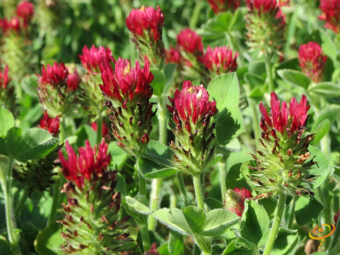 Wildflower mix featuring red, green, and brown scatter seeds for garden planting, with various flower and foliage images.