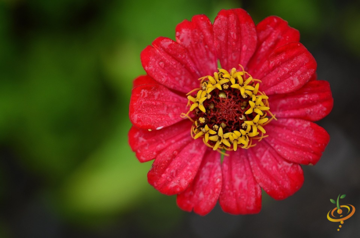 Wildflowers seed mix by SeedsNow featuring vibrant red and colorful wildflower blooms for garden planting.