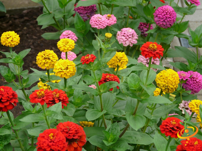 Wildflower mix featuring hummingbird and butterfly attractant seeds, including colorful zinnia flowers, from SeedsNow.
