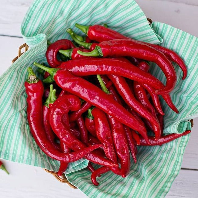 Basket of bright red cayenne peppers on green striped cloth for Red Cayenne Pepper seeds