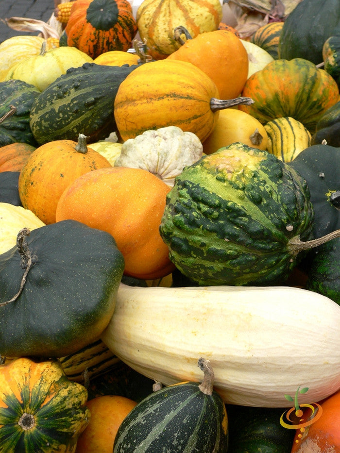 Mixed small gourds of various shapes and colors from squash family