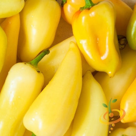 Close-up of vibrant yellow jalapeño peppers (Caloro variety) clustered together