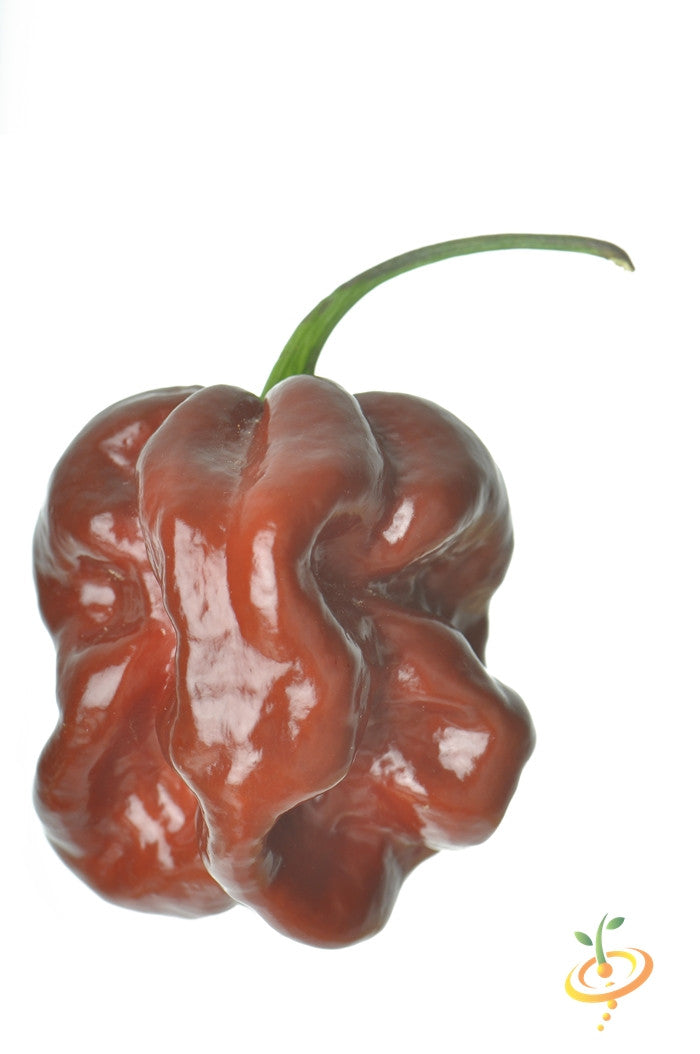 Close-up of a ripe Chocolate Habanero Pepper with glossy reddish-brown skin and green stem isolated on white background