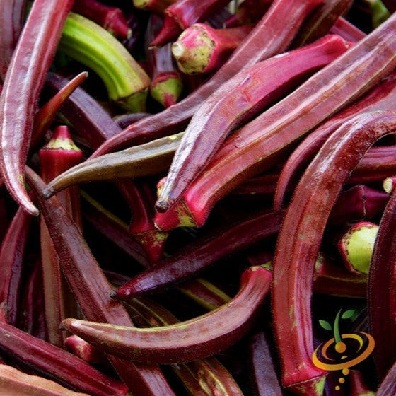 Close-up of fresh red burgundy okra pods with green stems, showcasing vibrant color and texture.