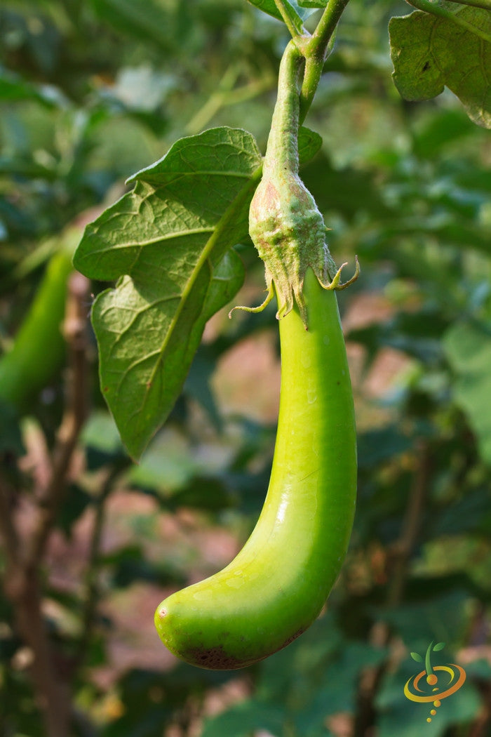 Long green Louisiana eggplant (aubergine) plant with healthy leaves, grown from SeedsNow seeds, ready for harvest.