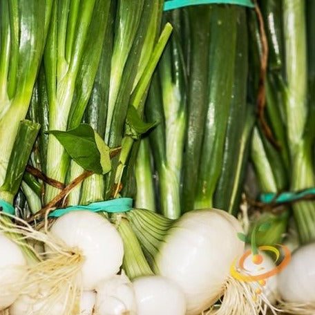 Purchase Long Day Walla Walla Sweet Onion seeds online from the USA now! Grow this sweet, mild onion perfect for fresh eating, grilling, or caramelizing at home.