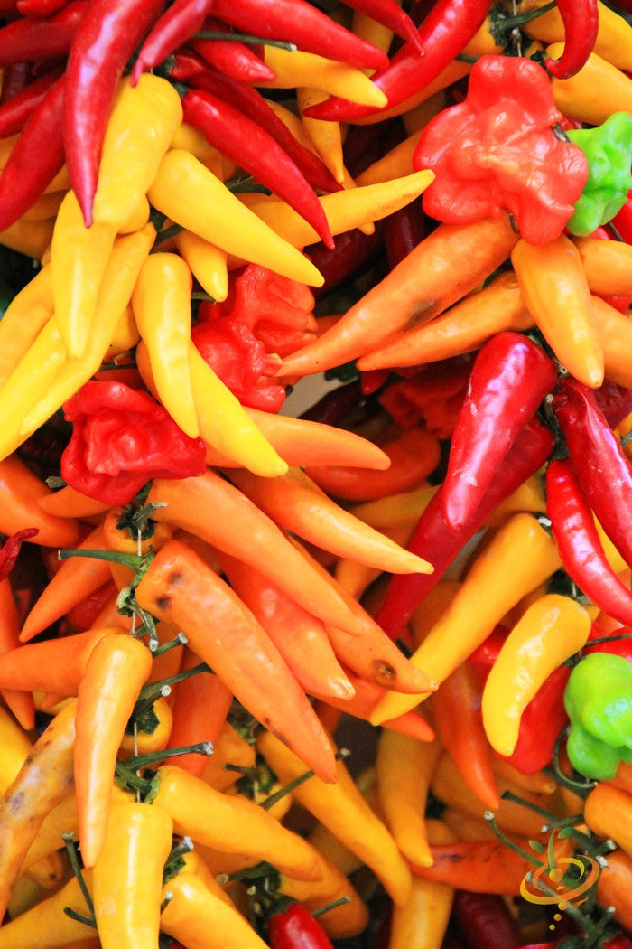 Colorful Santa Fe Grande peppers in red, yellow, orange, and green hues clustered together