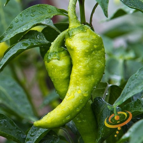 Close-up of green Big Jim Pepper growing on plant with water droplets