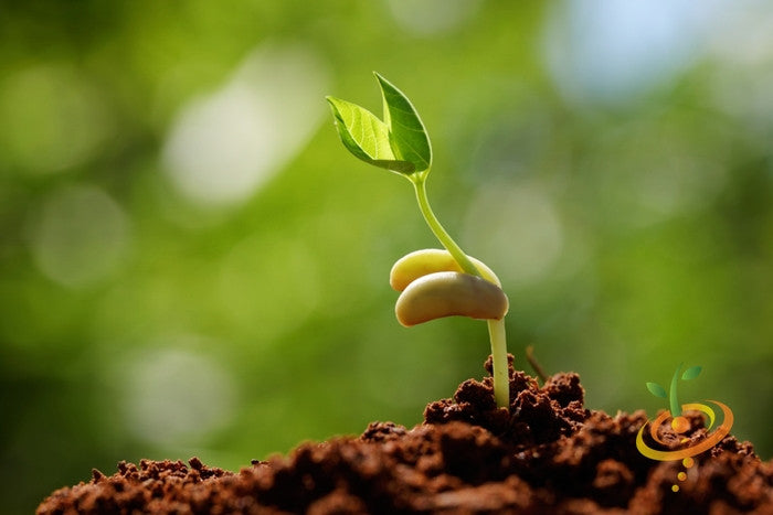 King of the Garden lima bean seedling sprouting from soil with green leaves and blurred background