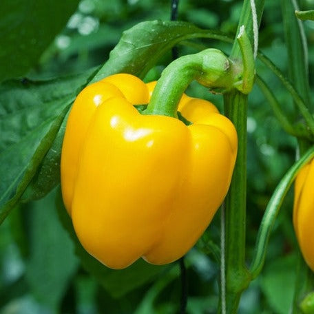 Buy Sunbright Yellow Sweet Bell Pepper Seeds Online from USA for large, crispy, and sweet peppers with high yields. Perfect for fresh eating, cooking, and stuffing.