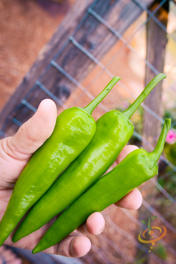 Sweet banana pepper seeds from SeedsNow, showing vibrant green pepper fruits with smooth skin and elongated shape.