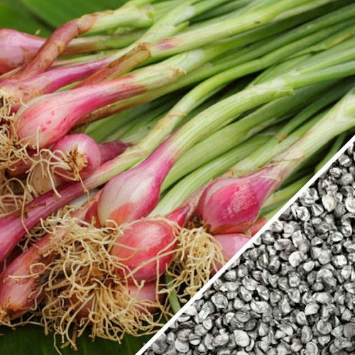 Crimson Forest onion seeds in a packet, showcasing vibrant red onion seeds from SeedsNow for planting and gardening.